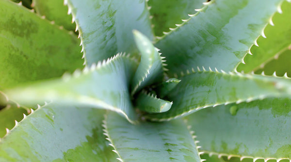 Why Aloe is Skincare’s Miracle Ingredient