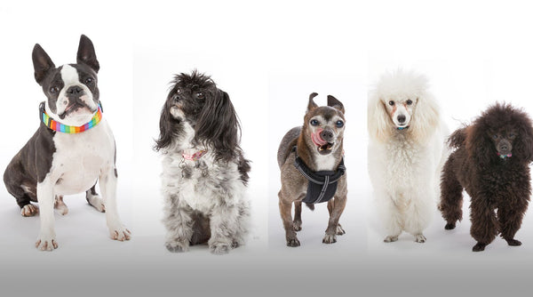 National Love Your Pet Day: These Pups Make Work Even Better